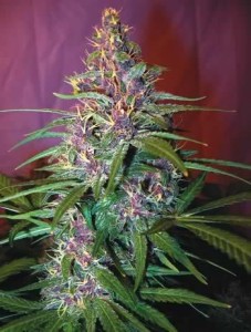 Purple-Haze-Marijuana1-227x300