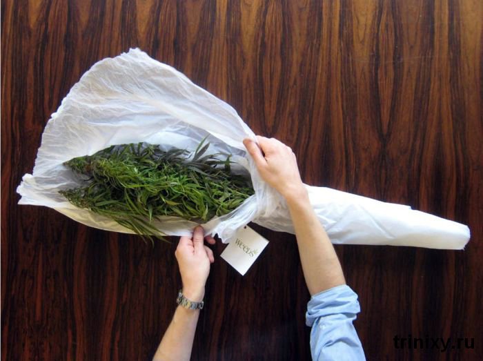 http://rumarijuana.org/wp-content/uploads/2014/07/weeds_02.jpg