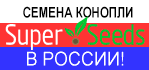 Купить семена конопли в России